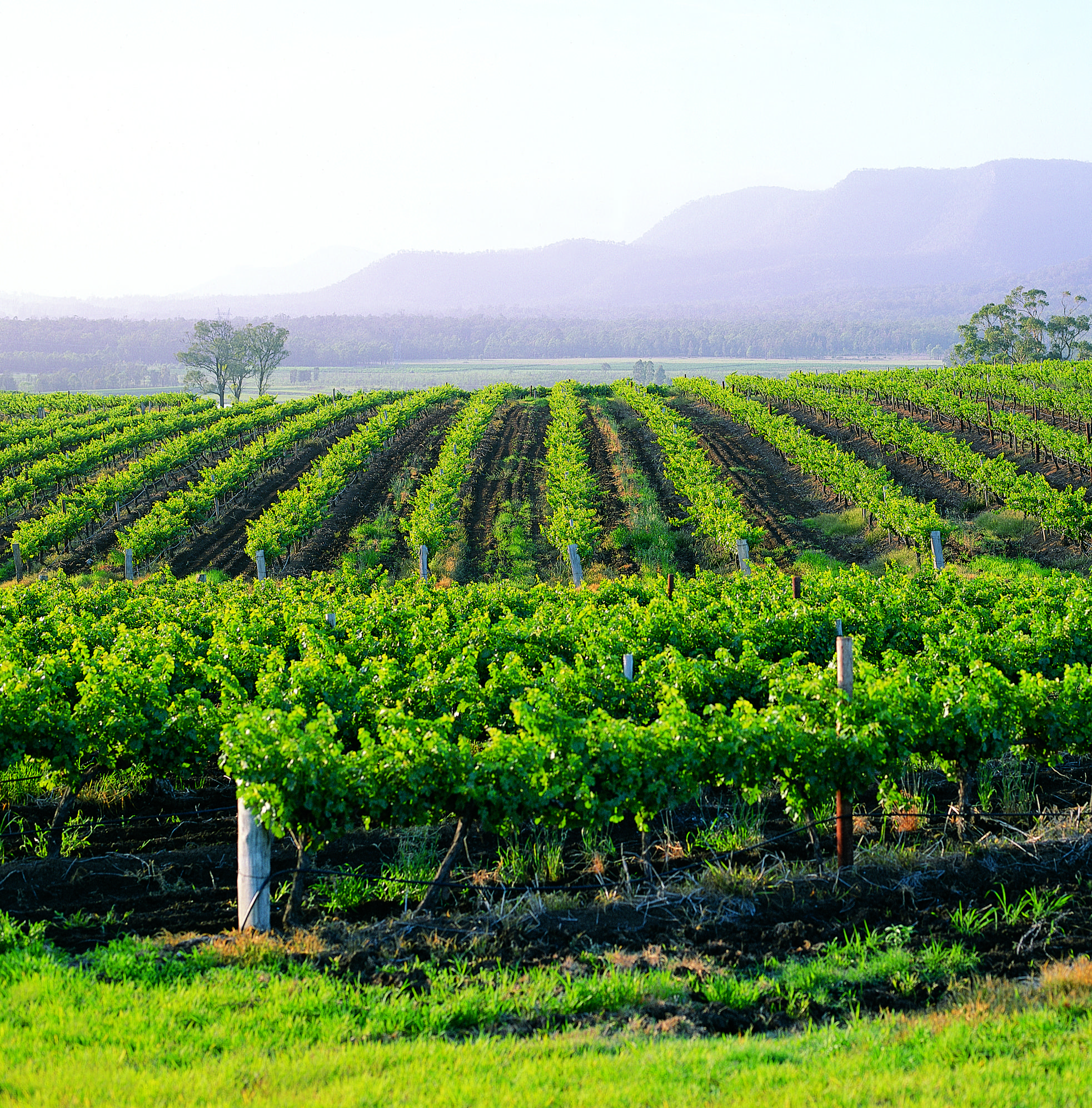 Hunter Valley Resort Pokolbin Eksteriør bilde